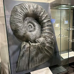 Giant ammonite (Lytoceras taharoaensis)