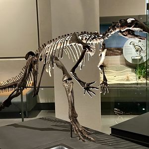 Thescelosaurus (Skeleton)