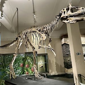 Cryolophosaurus (Skeleton)