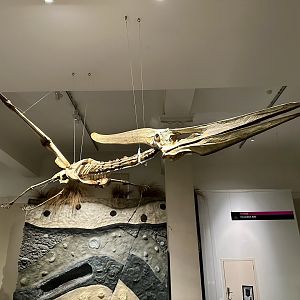 Pteranodon (Skeleton)