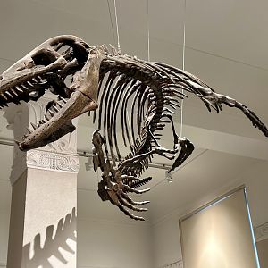 Platecarpus (Skeleton)