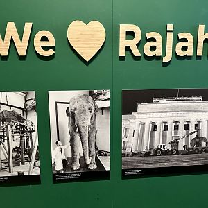 Rajah (Indian Elephant) - Signage