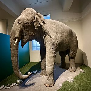 Rajah (Indian Elephant)