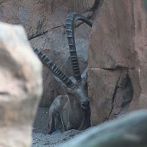 Nubian ibex (Capra nubiana)