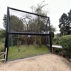 Yellow-breasted Capuchin Exhibit #1