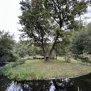 Yellow-breasted Capuchin Exhibit #2