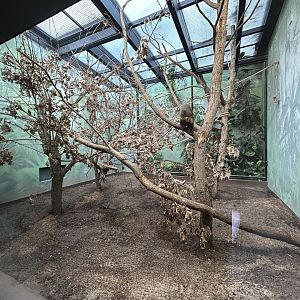 Indoor Yellow-breasted Capuchin Exhibit
