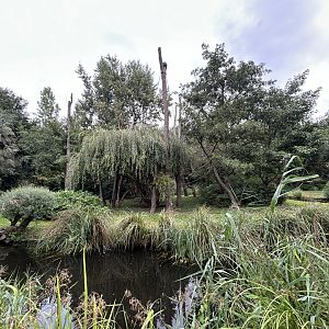 Silvery Gibbon Exhibit