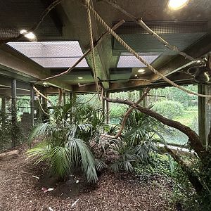 Indoor Silvery Gibbon Exhibit