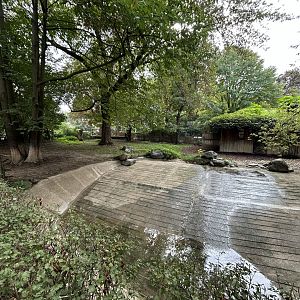 Malayan Tapir Exhibit