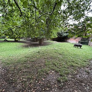South American Tapir Exhibit