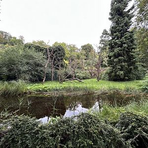 Ring-tailed Lemur Exhibit