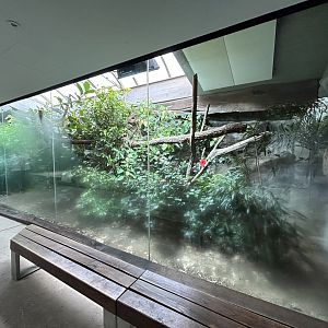 Crocodile Monitor Exhibit