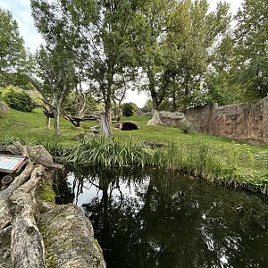 Gorilla Exhibit - Mefou Center