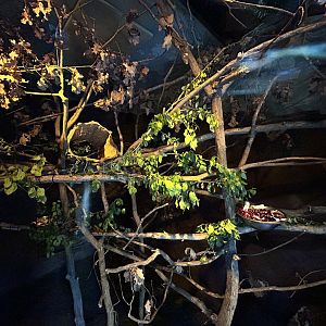 Tree Hyrax Exhibit - Mefou Center