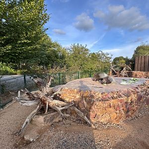 Indian Crested Porcupine Exhibit