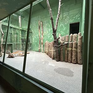 Indoor Tiger Exhibit - Feline\Reptile House