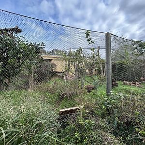 Amur Leopard Cat Exhibit - Feline\Reptile House