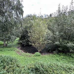 Common Crane Exhibit