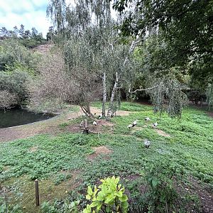 Mixed-Species Large Bird Exhibit