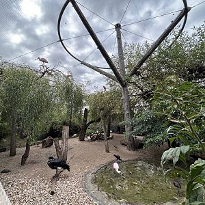 Americas Walkthrough Aviary