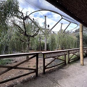 Africa Walkthrough Aviary