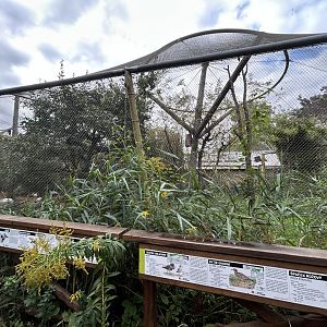 Eurasian Walkthrough Aviary