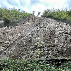 Himalayan Tahr Exhibit