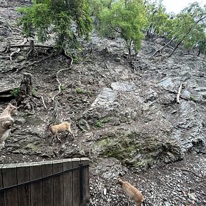 West Caucasian Tur Exhibit
