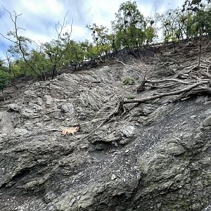 West Caucasian Tur Exhibit