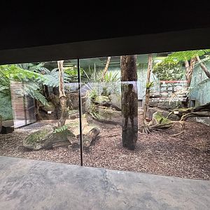 Indoor Tasmanian Devil Exhibit - Darwin Crater
