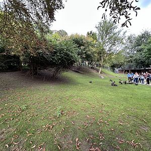 Eastern Grey Kangaroo & Bennett’s Wallaby Exhibit - Darwin Crater