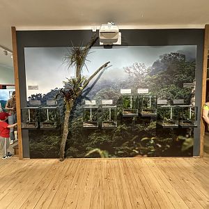 Temporary Poison Dart Frog Exhibit