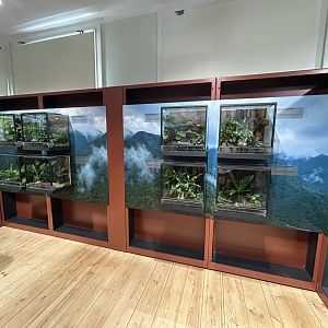 Temporary Poison Dart Frog Exhibit