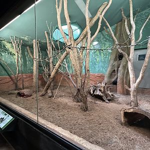 Indoor Talapoin & Brush-tailed Porcupine Exhibit - Dja Reserve