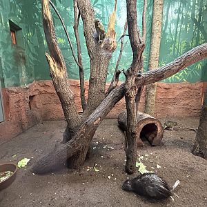 Indoor Talapoin & Brush-tailed Porcupine Exhibit - Dja Reserve