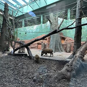 Indoor DeBrazza’s Monkey & Red River Hog Exhibit - Dja Reserve