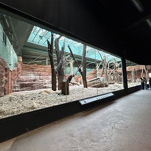 Indoor Gorilla & Colobus Exhibit - Dja Reserve