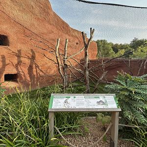 Talapoin & Brush-tailed Porcupine Exhibit - Dja Reserve