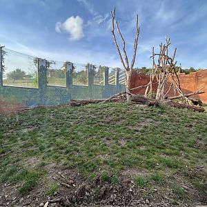 DeBrazza’s Monkey & Red River Hog Exhibit - Dja Reserve