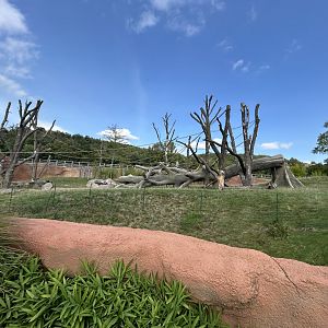 Gorilla & Colobus Exhibit - Dja Reserve