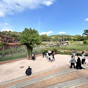 Gorilla & Colobus Exhibit - Dja Reserve