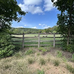 African Savanna (7 Species)