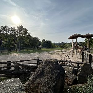 African Savanna (7 Species)