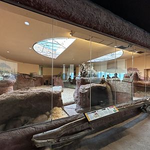 Aardvark & Kirk’s Dik-dik Exhibit - Africa House