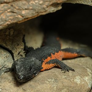 Gorongosa girdled lizard : Chester Zoo : 06 Sep 2025