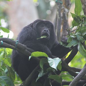 Black-and-gold howler (Alouatta caraya)