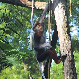 Red-shanked douc (Pygathrix nemaeus)