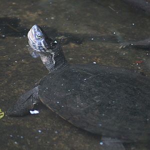 Vietnamese pond turtle (Mauremys annamensis)