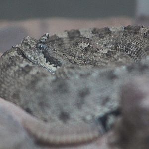 Sidewinder (Crotalus cerastes)